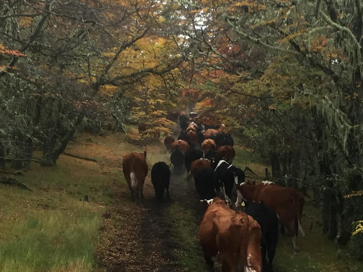 Estancia Dos Elianas Torres del Paine Nemzeti Park Kültér fotó